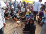 Poultry Farming