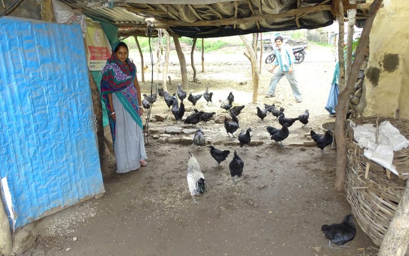Boosting Livestock Yields (1)