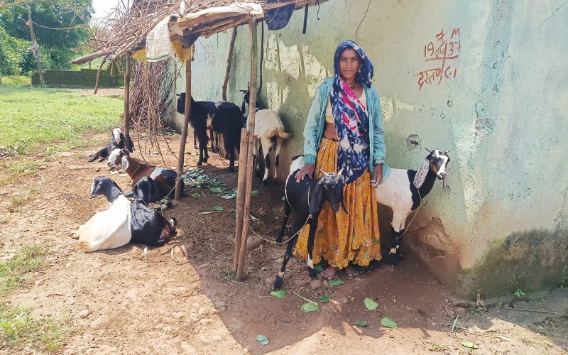 Boosting Livestock Yields