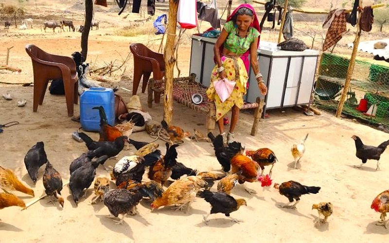 Boosting Livestock Yields (4)