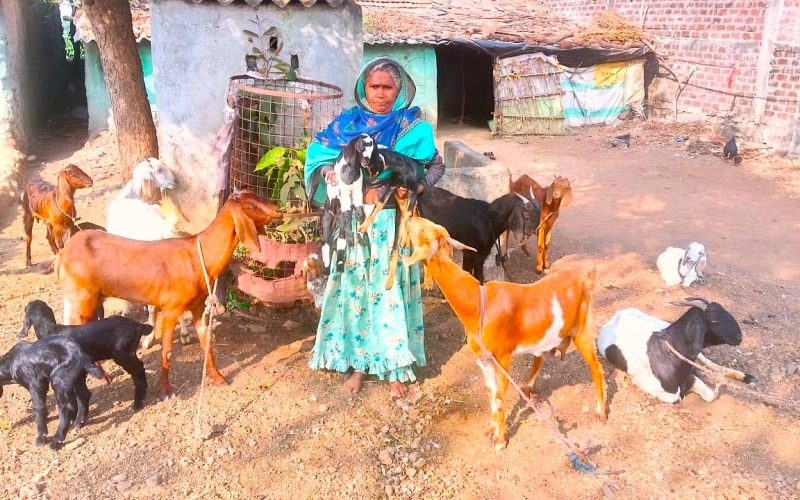 Boosting Livestock Yields(4)