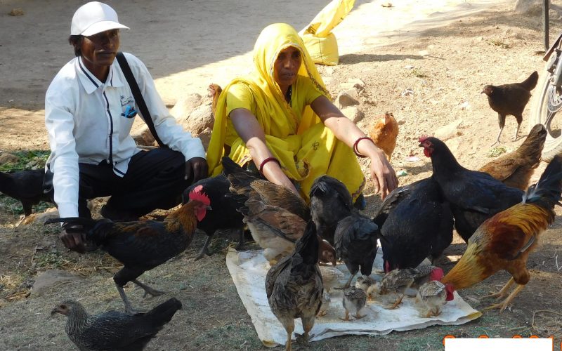 Boosting Livestock Yields_