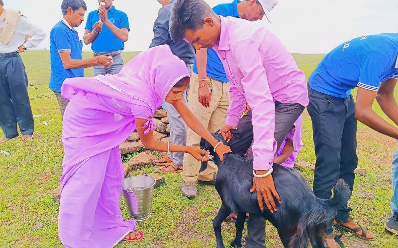 Women Leading Livestock Care (3)